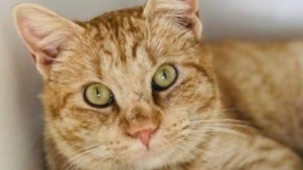 Doug Austin Humane Society March 2021
