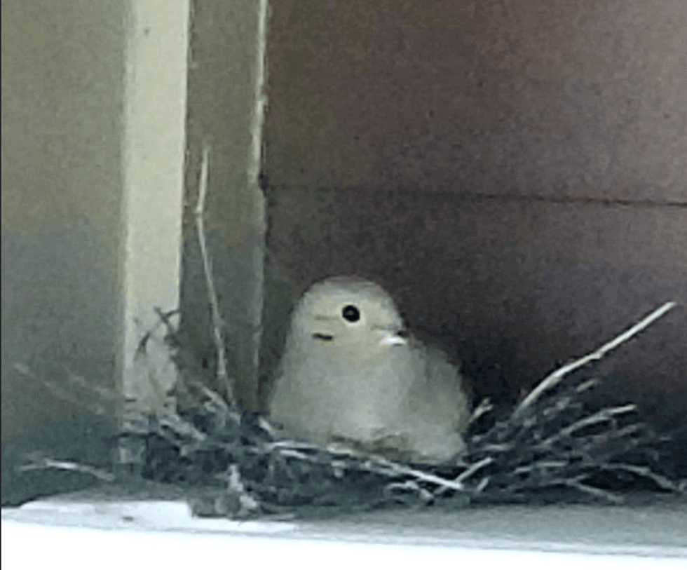 Doves make a nest