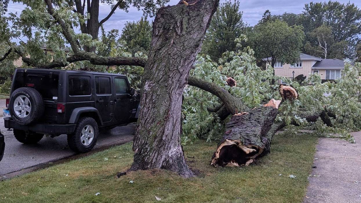 downed tree