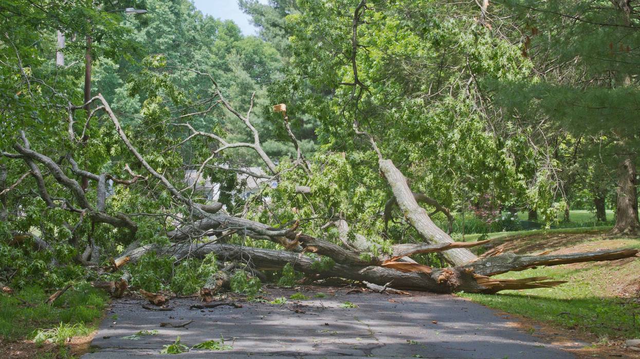 Downed tree