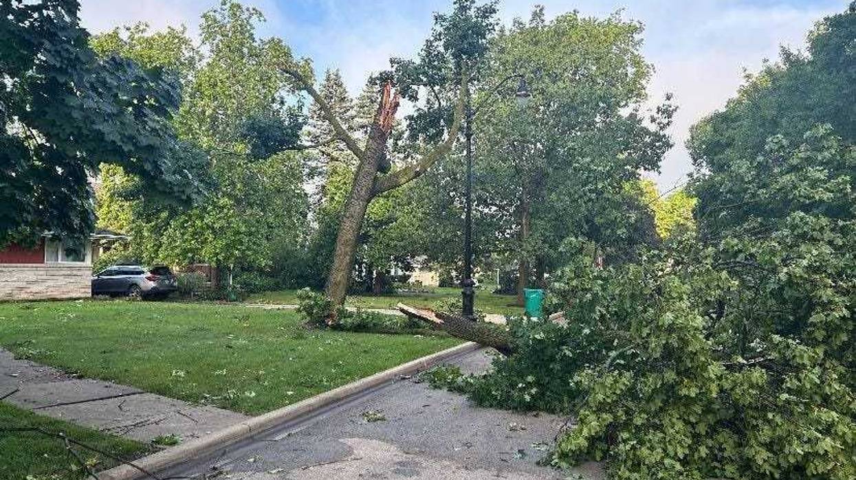 Downed trees in Joliet on July 16, 2024.