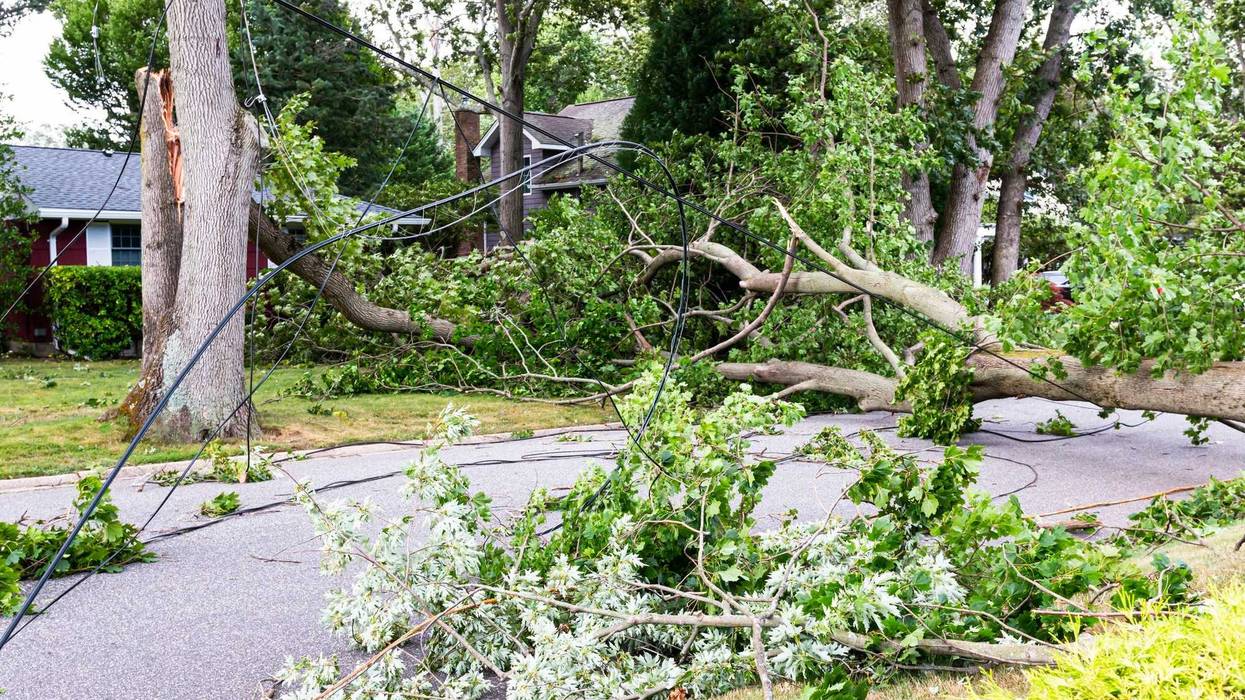 Downed trees