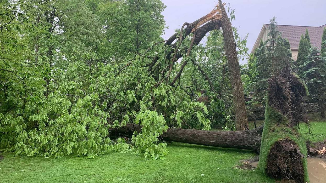 Downed trees