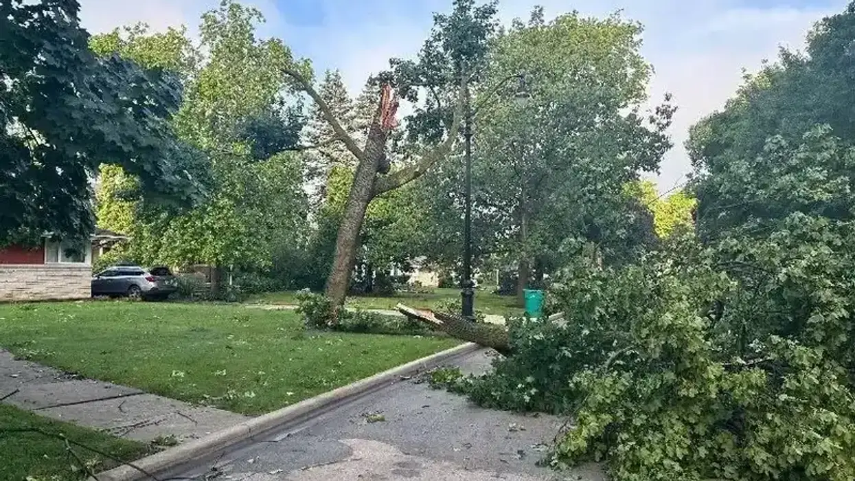 downed trees