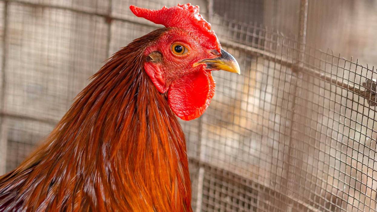 Dozens of people have been indicted in a Jersey Shore cockfighting ring