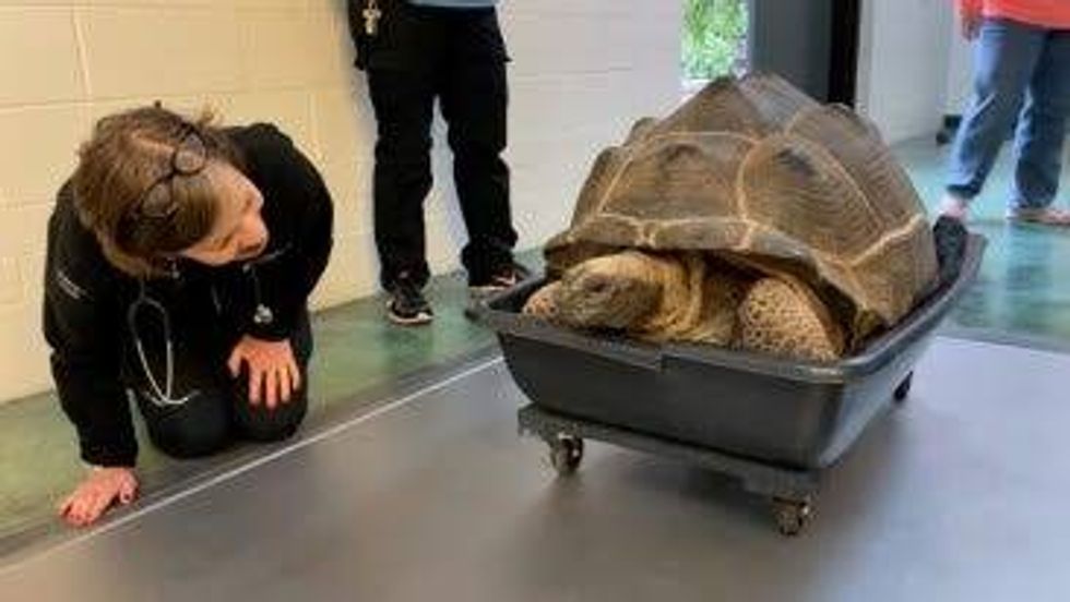Dr. Alex Herman, VP of Veterinary Services at Oakland Zoo, welcoming the Aldabra tortoise rescues.