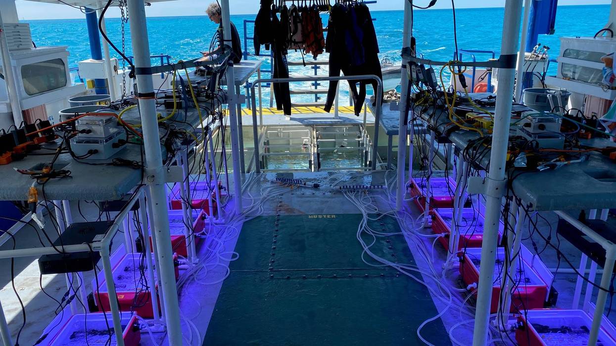 Dr. Cunning traveled to Florida for two research expeditions on a Shedd research vessel to collect coral fragments. He created and used machines called "Coral Bleaching Automated Stress Systems" - portable, experimental tanks custom-made at Shedd using Coleman party coolers with aquarium chillers, heaters and controllers that precisely manipulate the seawater temperature in each system.