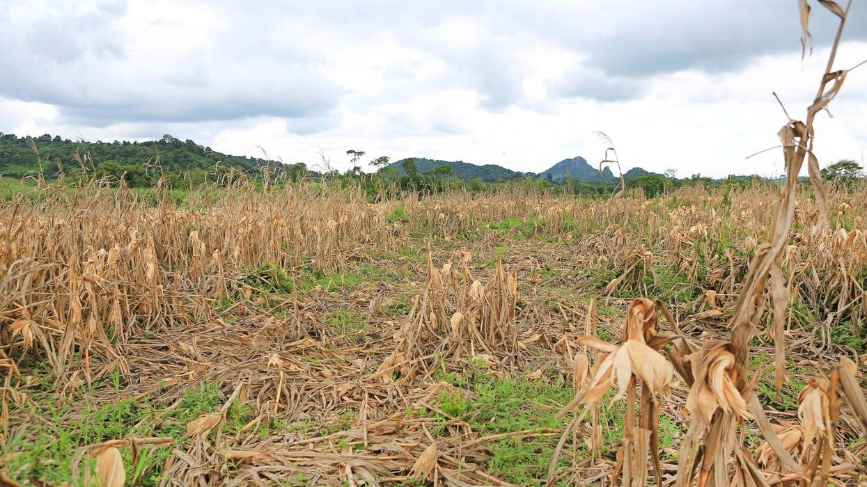 Dried corn stalks in a Pennsylvania field.