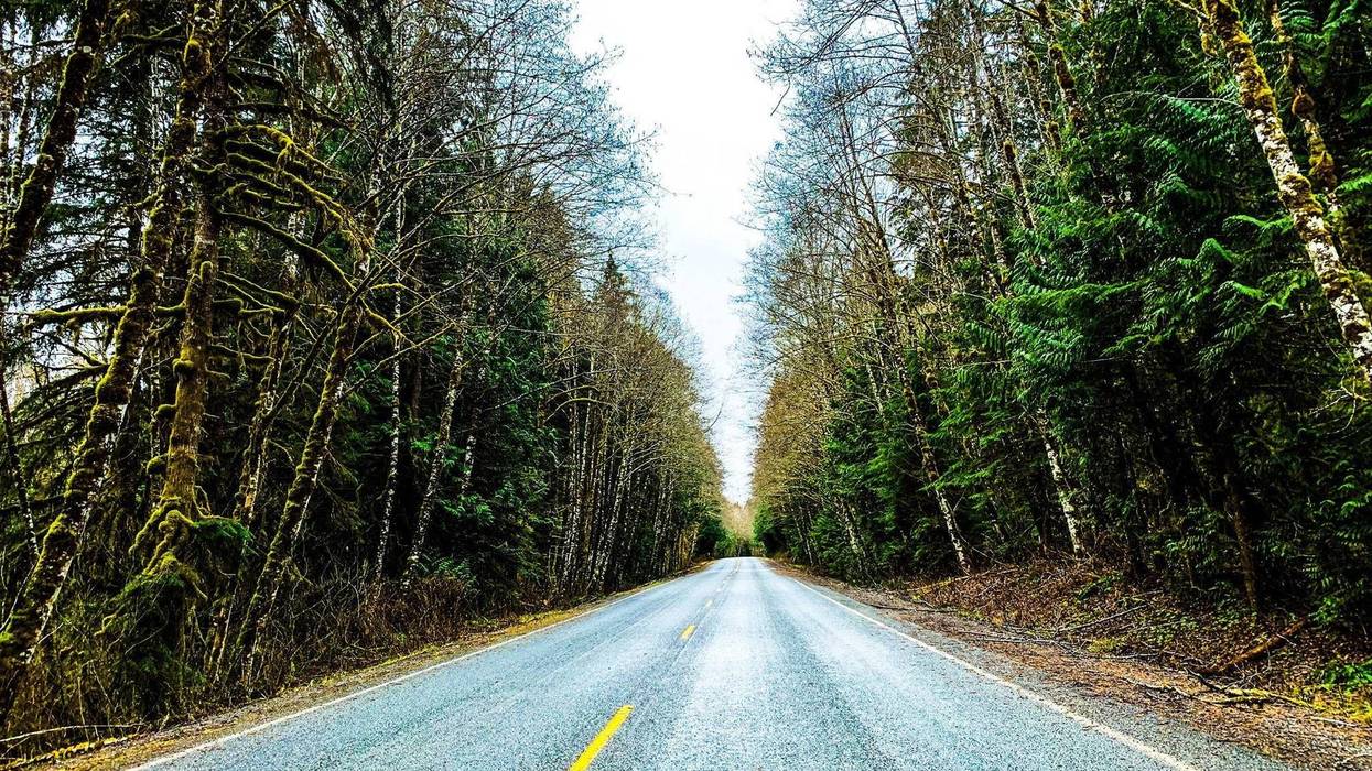 drive in the woods
