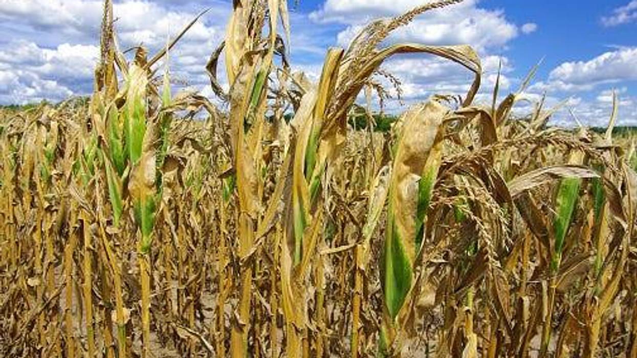 Drought damage