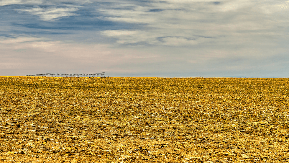 drought Kansas field
