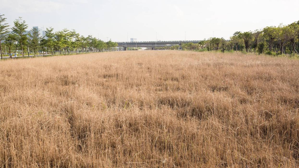 Dry Grass