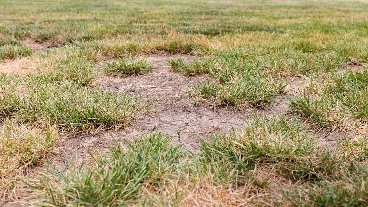 dry patches of grass