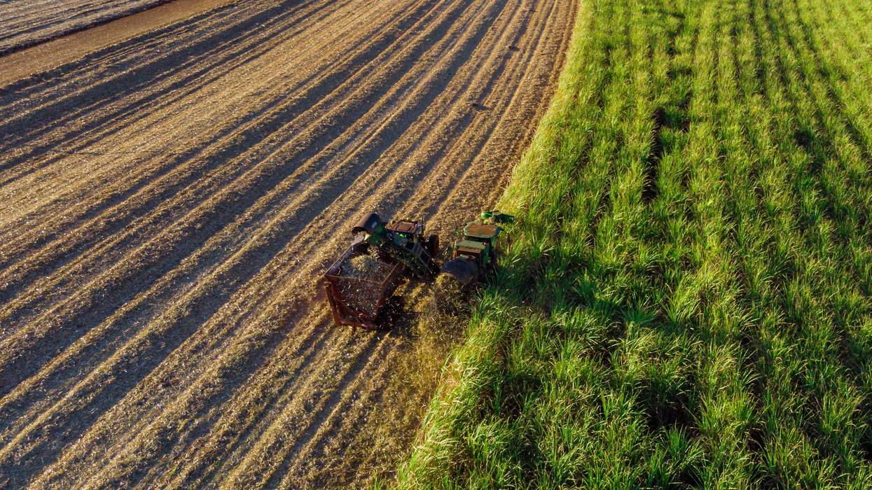 Dry planting weather among factors in record sugar harvest