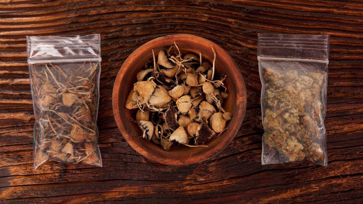 Dry psilocybin magic mushrooms and marijuana buds in plastic bags on brown table. Medical alternative remedy.