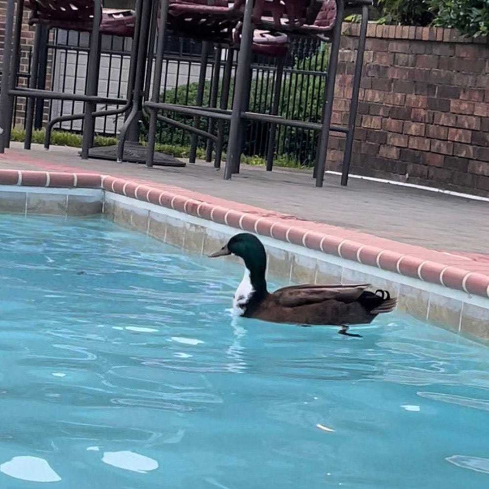 Duck in pool