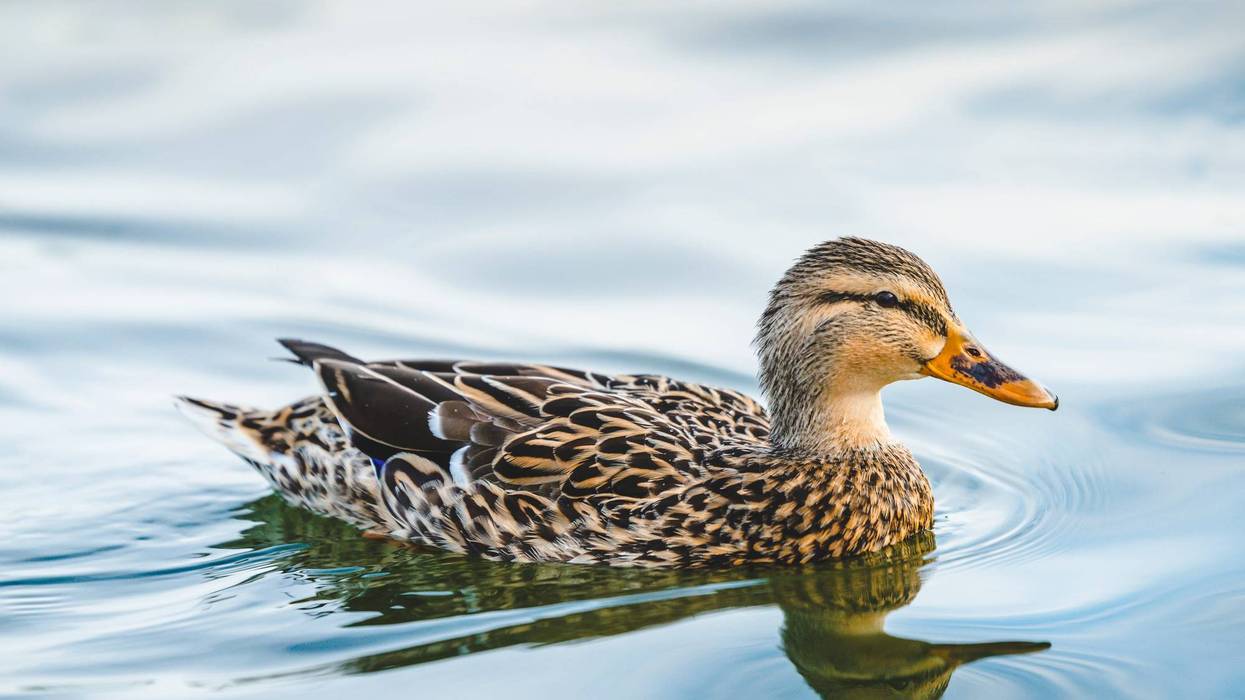 duck swimming in lake in the park