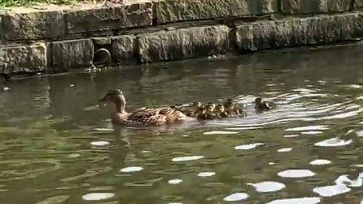 Ducklings saved