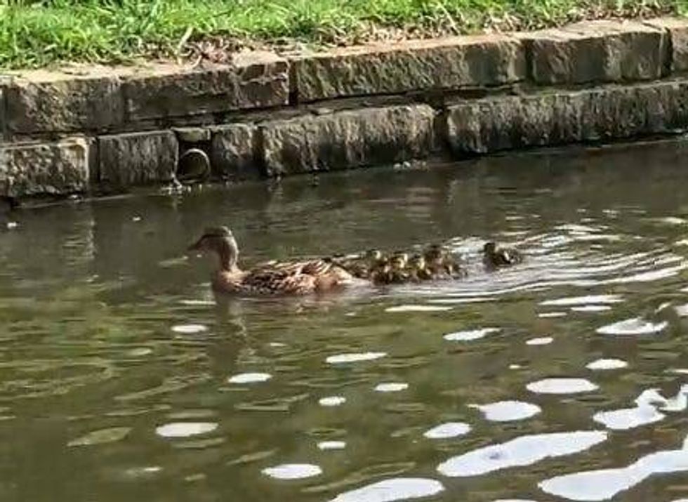 Ducklings saved