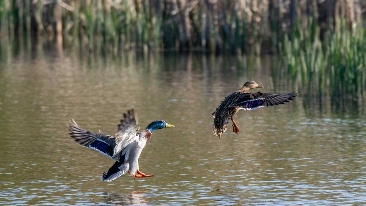 Ducks on a lake stock photo