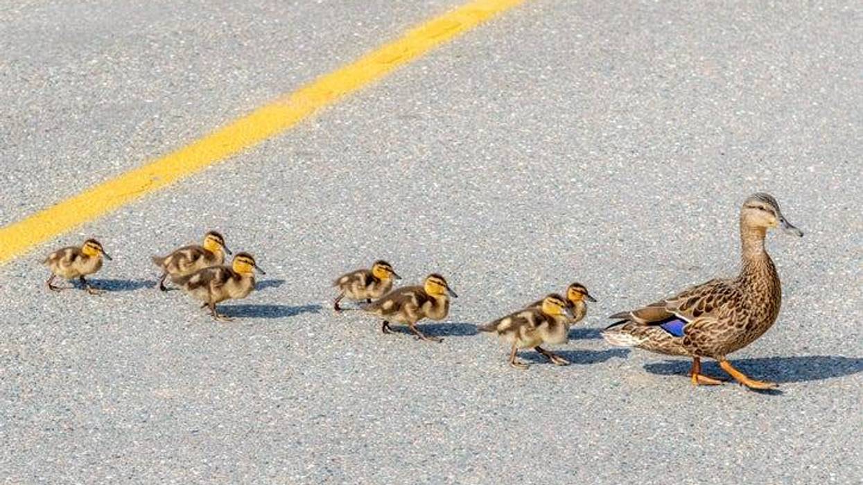 Ducks on road