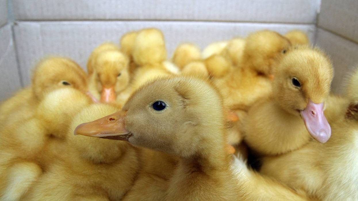 ducks