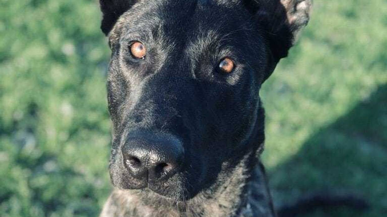 Duluth police department K-9 Luna