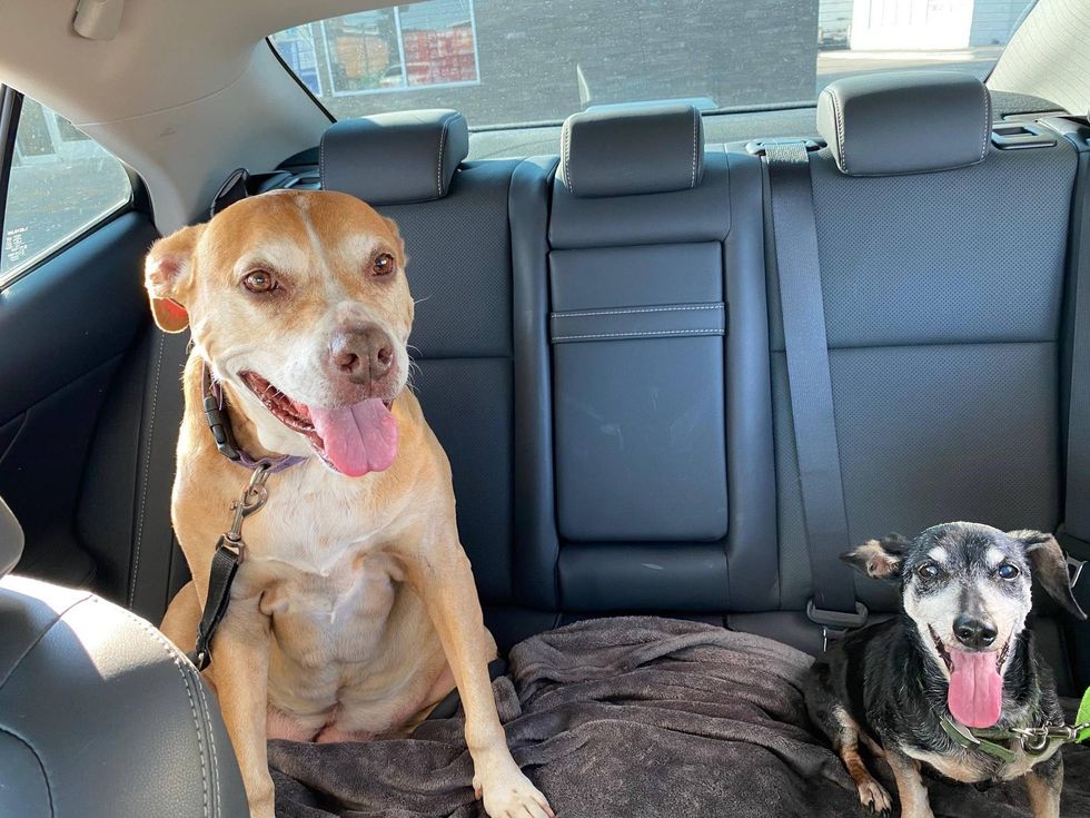 Duncan and Biff Barkley going for a ride