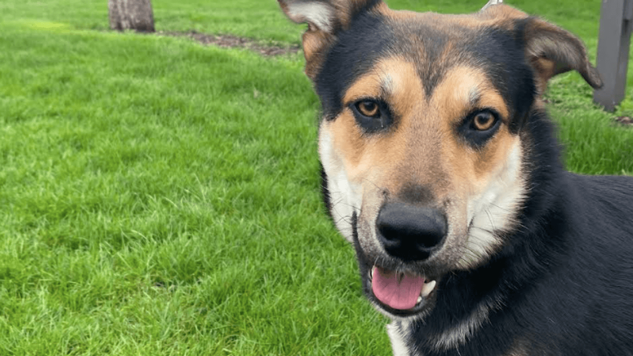DuPage County animal shelter