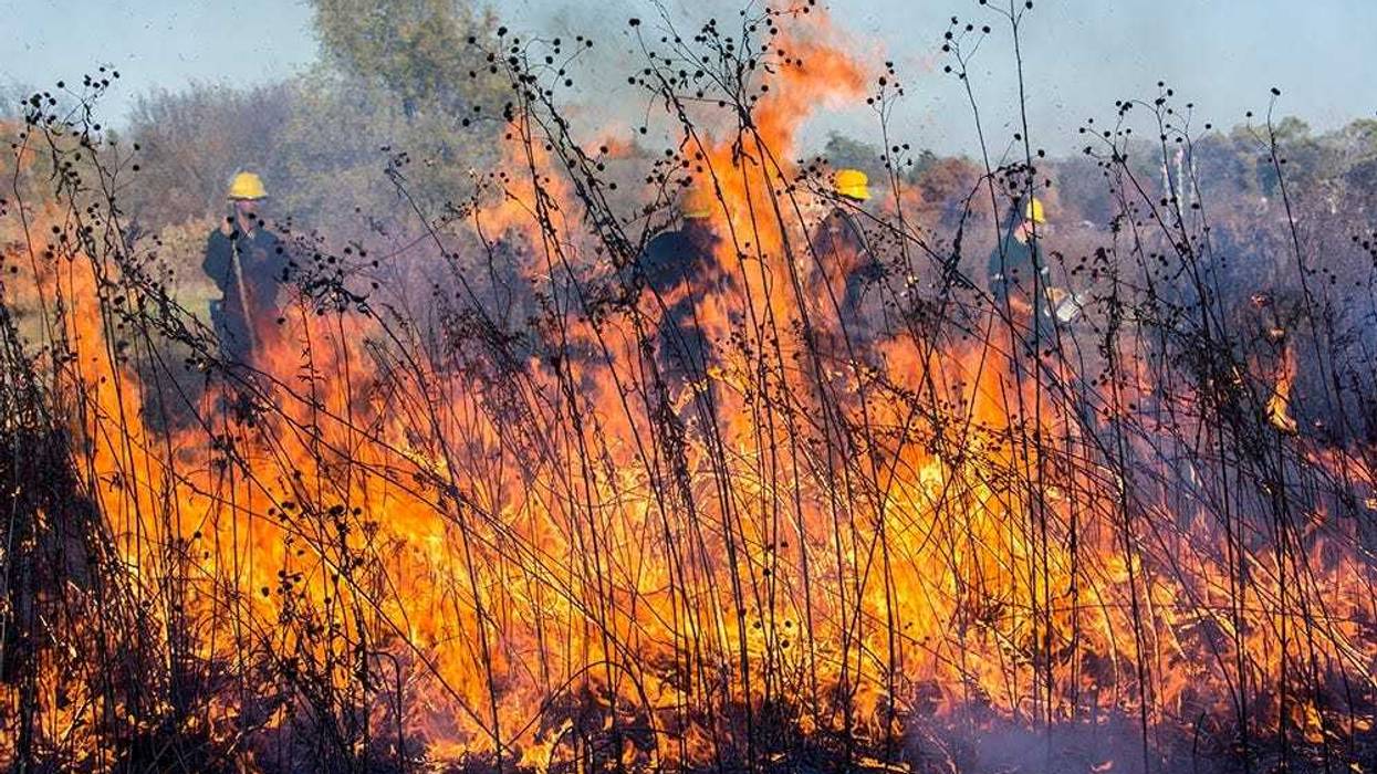DuPage To Begin Spring Controlled Burns To Protect Native Plants