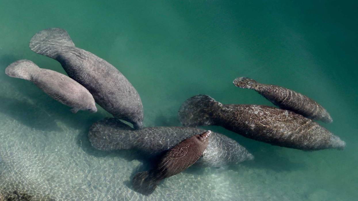 Dying Manatees