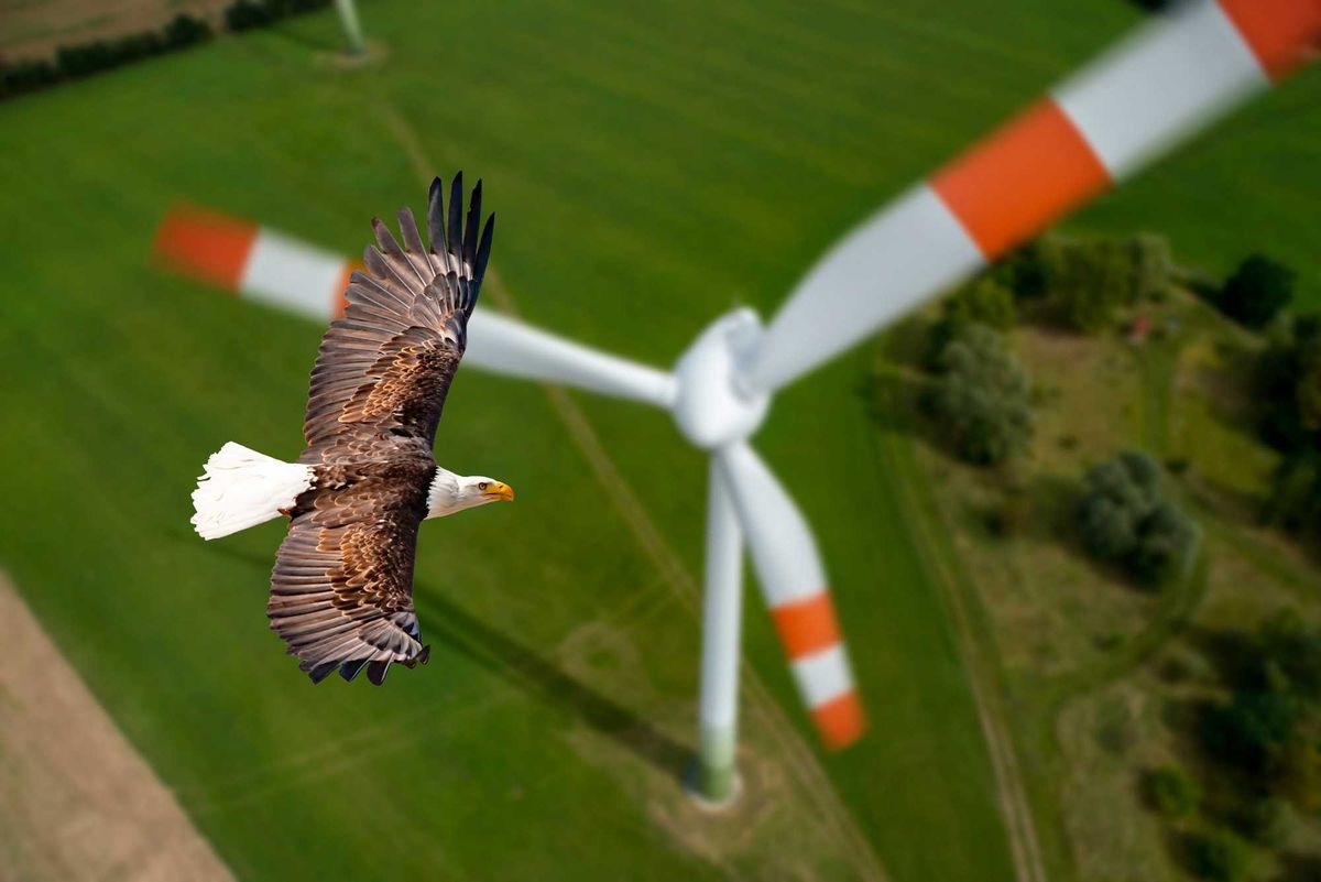 Eagle flying by turbine stock photo.