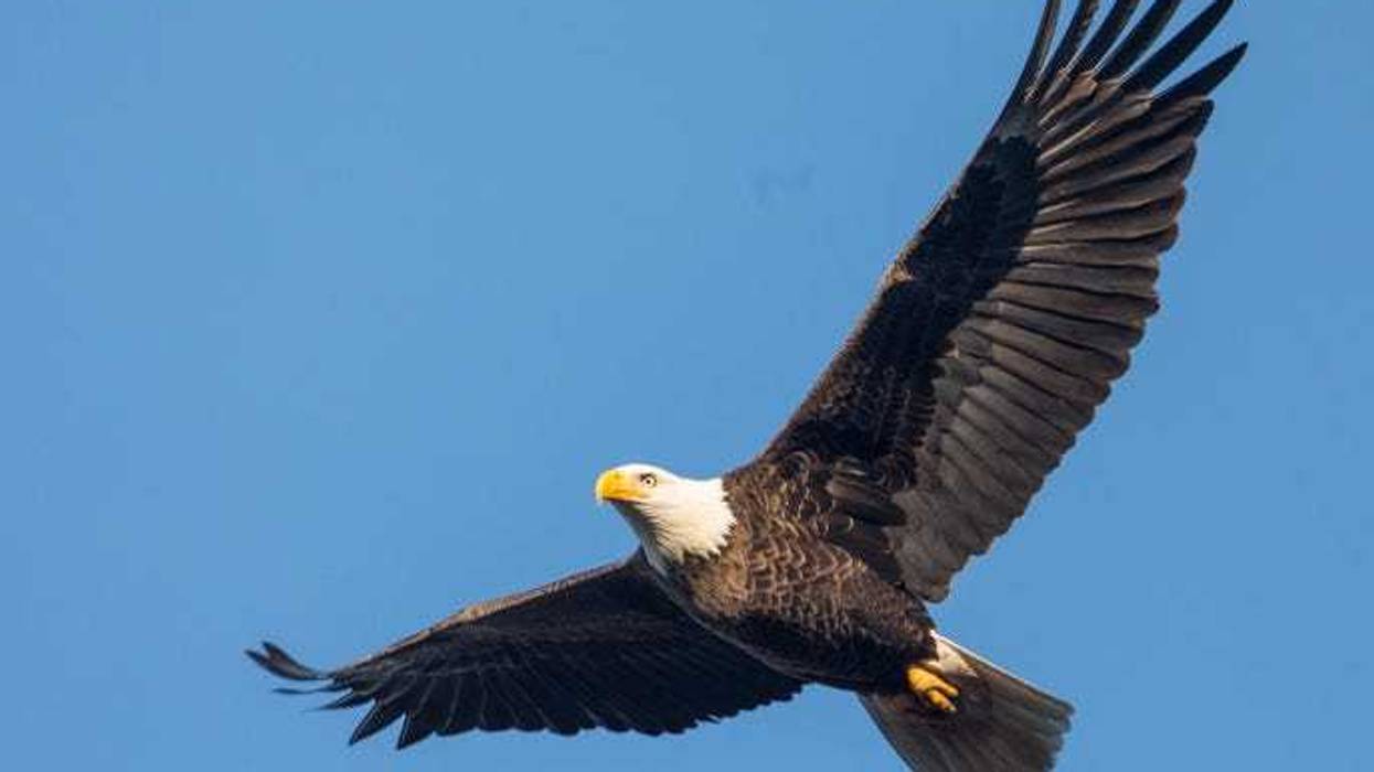 Eagle soars overhead.