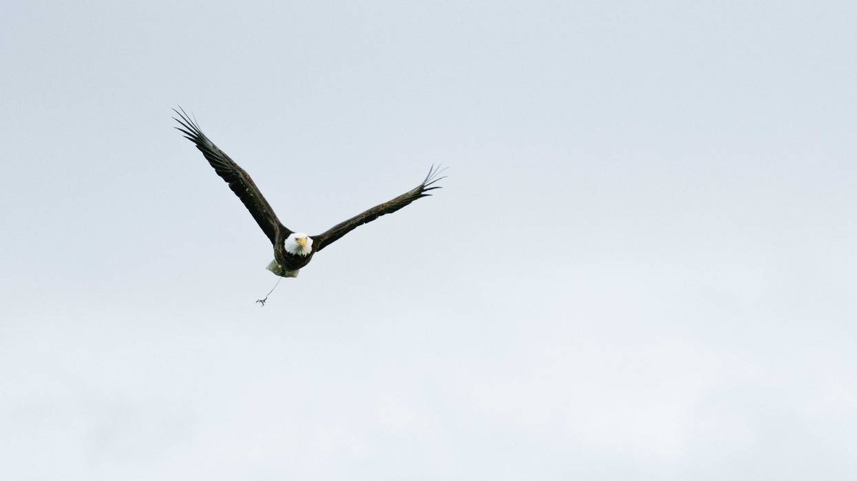 Eagle
