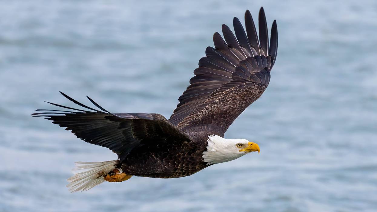 eagle