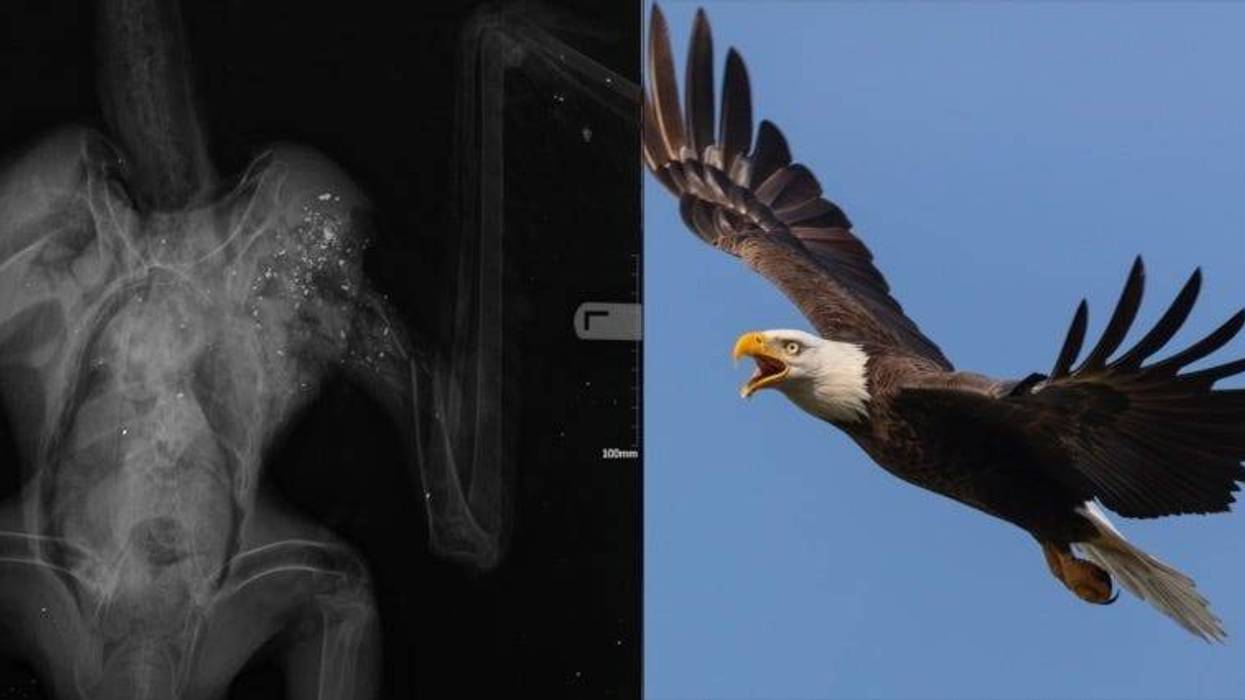 eagle