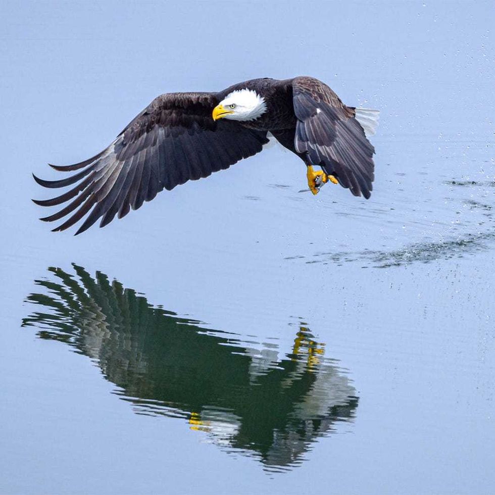 Eagles are abundant both outside and inside the National Eagle Center in Wabasha