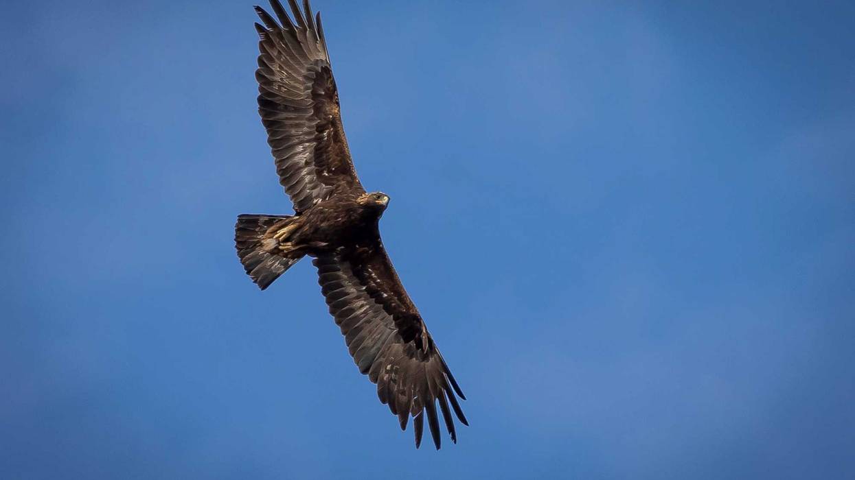 Eagles Killed Wind Turbines