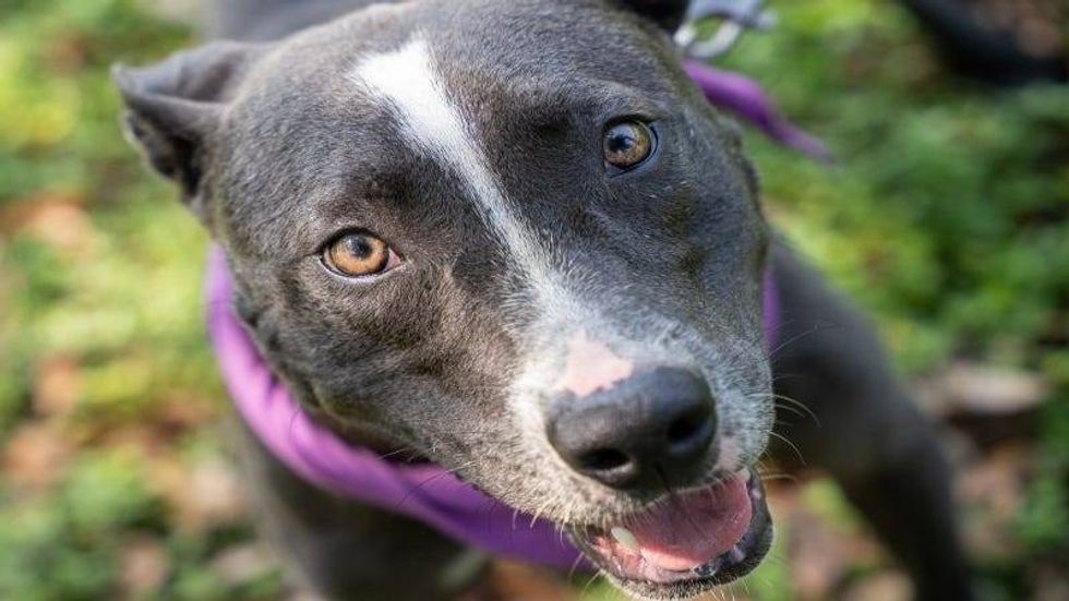 Earl @ Austin Humane Society 5/14/24
