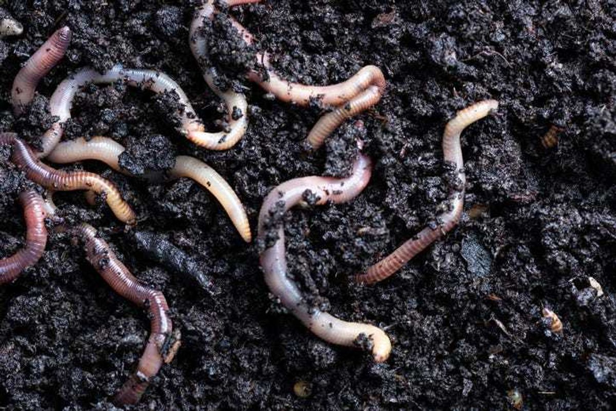 Earthworms in dirt.