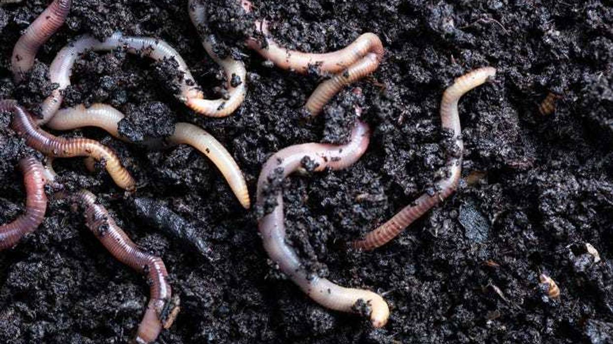 Earthworms in dirt.