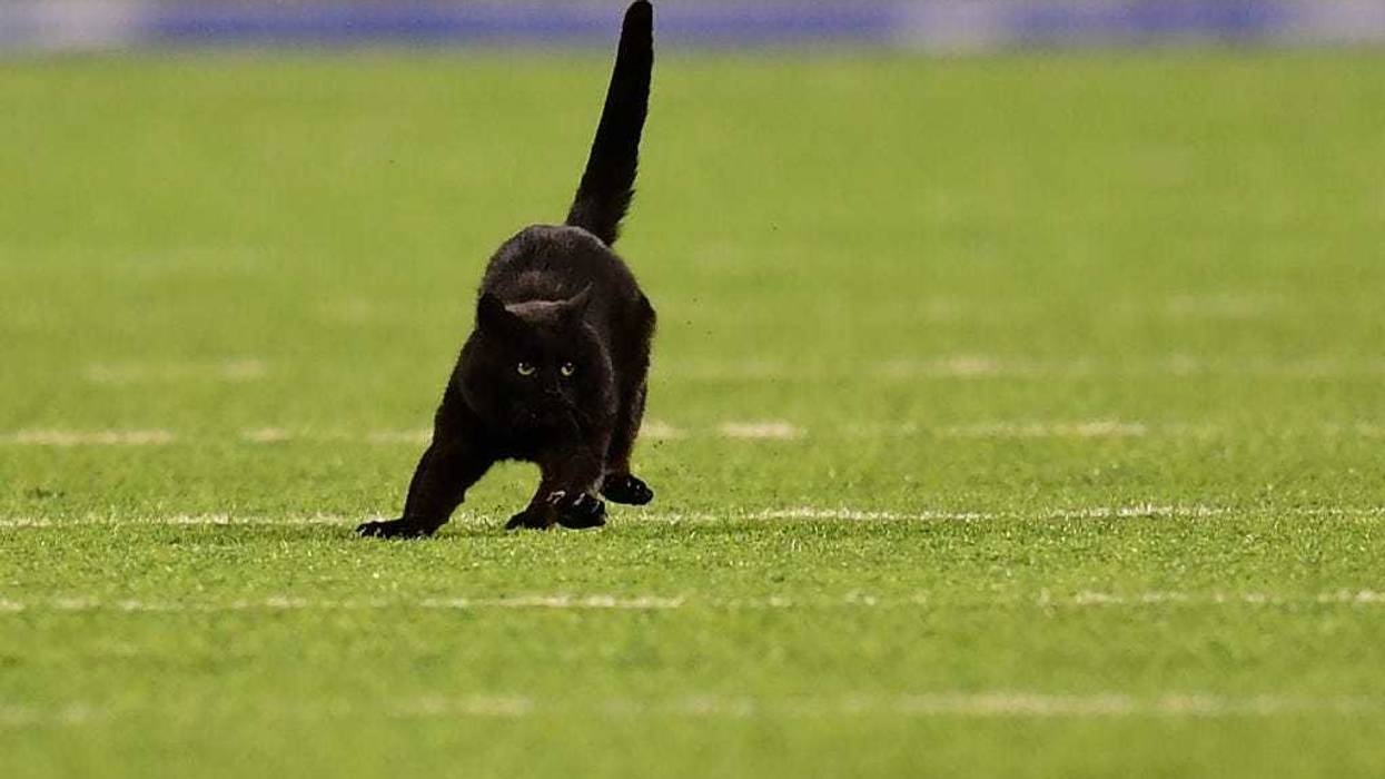 EAST RUTHERFORD, NEW JERSEY - NOVEMBER 04: A black cat runs on the field during the second quarter of the New York Giants and Dallas Cowboys game at MetLife Stadium on November 04, 2019 in East Rutherford, New Jersey.
