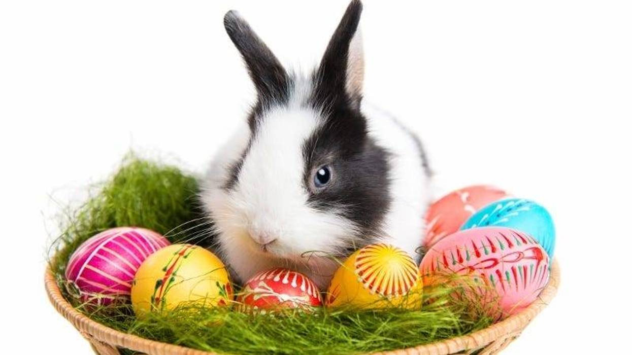 Easter Bunny