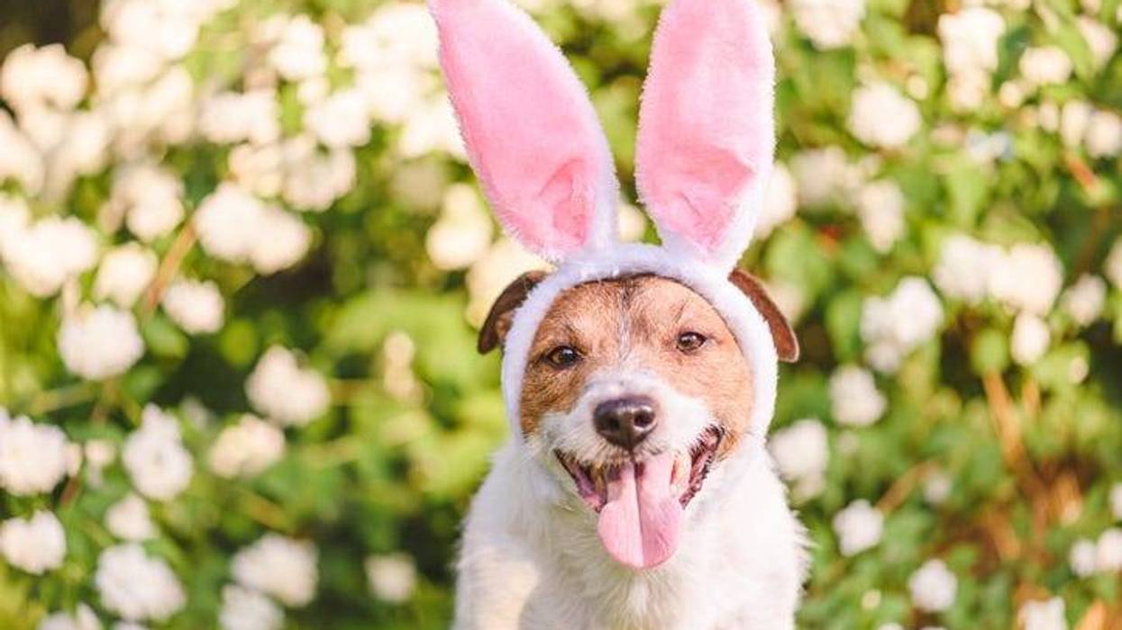 Easter Dog