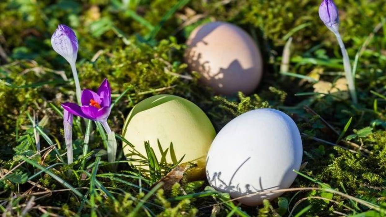 Easter Eggs grass Getty IMages