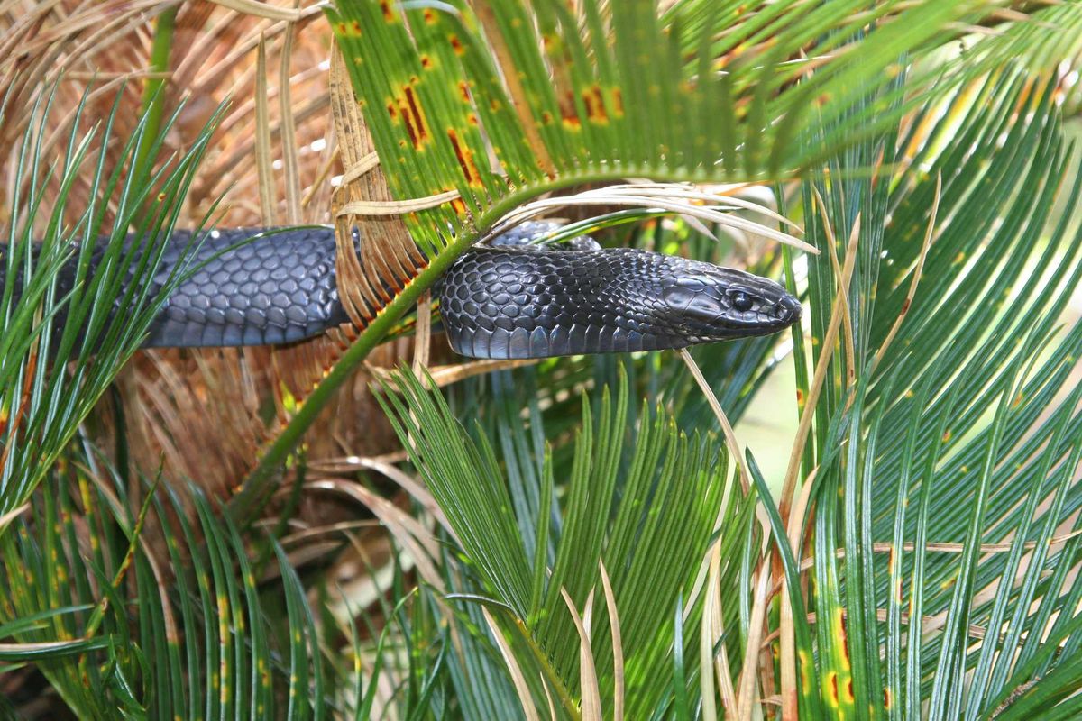 Eastern Indigo Snake
