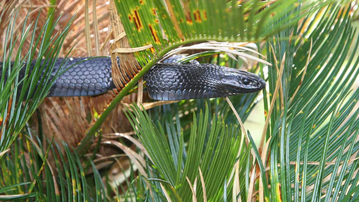 Eastern Indigo Snake