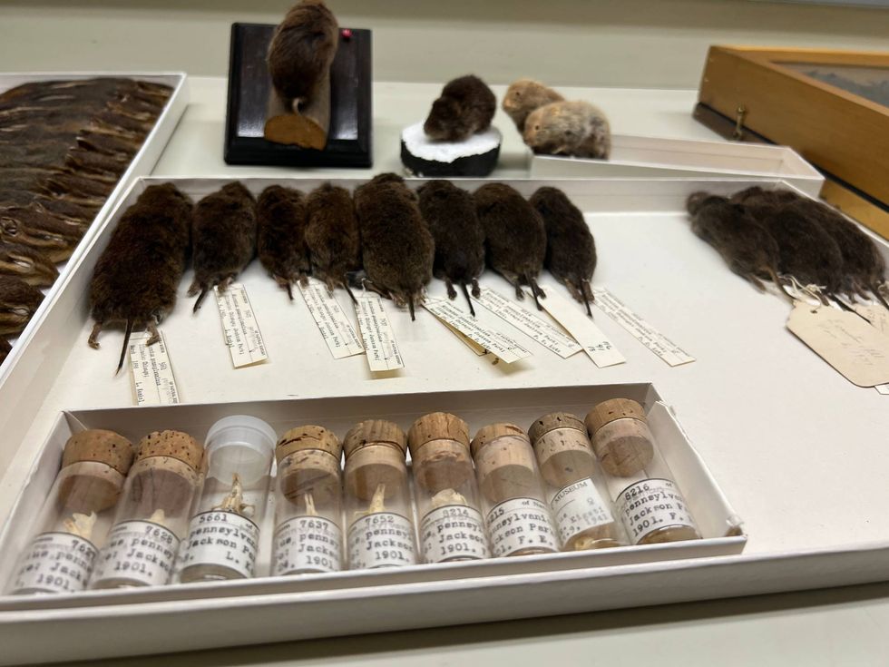 Eastern meadow vole specimens in the Field Museum