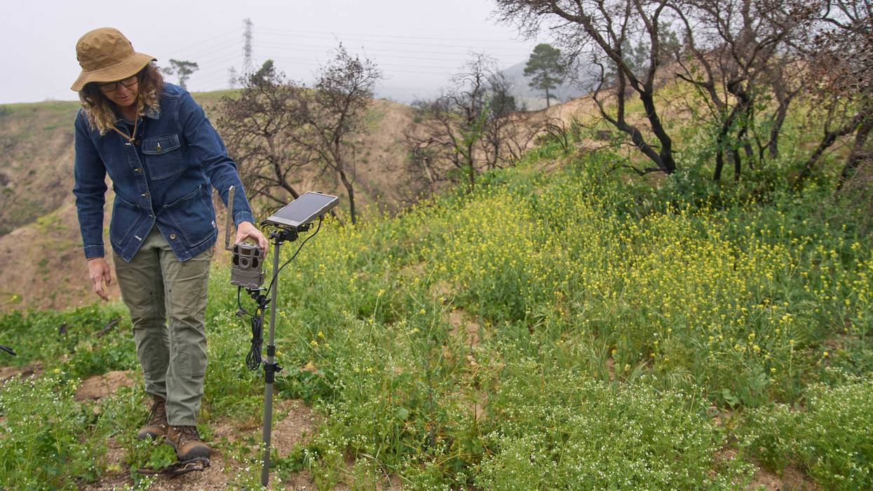 Eaton Fire Nature Recovery