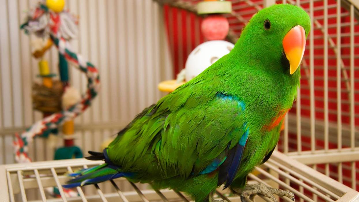 Eclectus Parrot